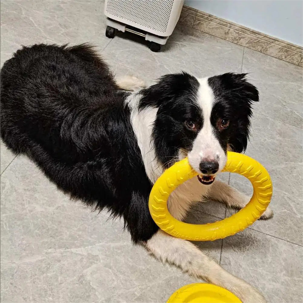 Dog Training Ring Toy