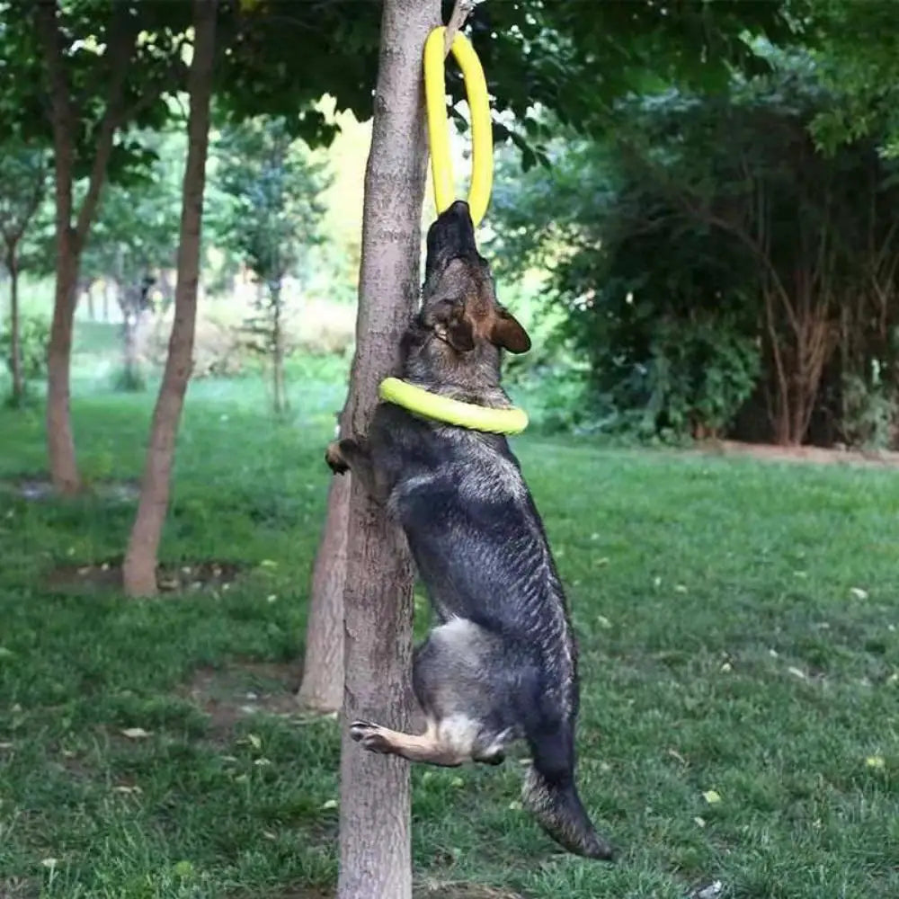 Dog Training Ring Toy