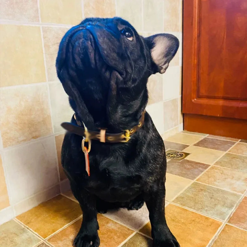 Adjustable Collar & Leash Set