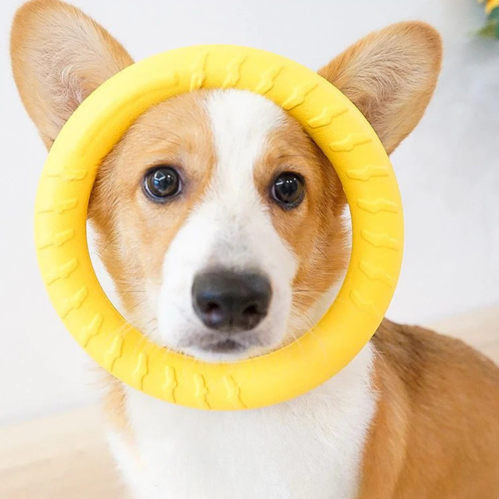 Dog Training Ring Toy